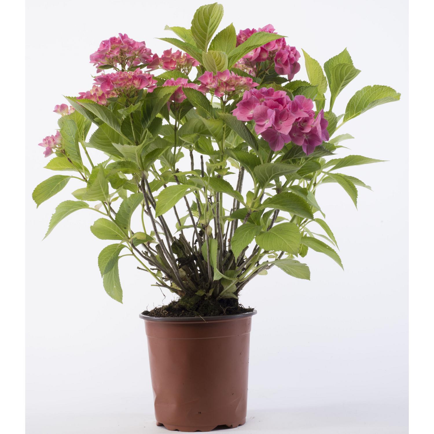 Hortensia 30 cm Natural CT17 Sodimac Chile