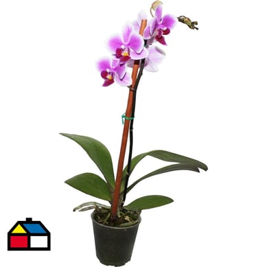 Orquidea Phalaenopsis mini 0,3m