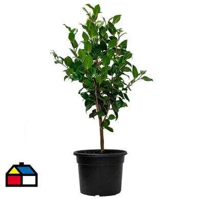 Camelia japonica 1,00m ct33