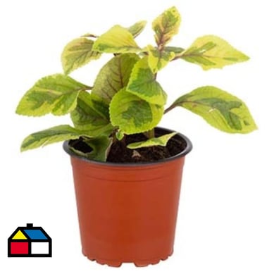 Dlar variegado 10 cm CT 12