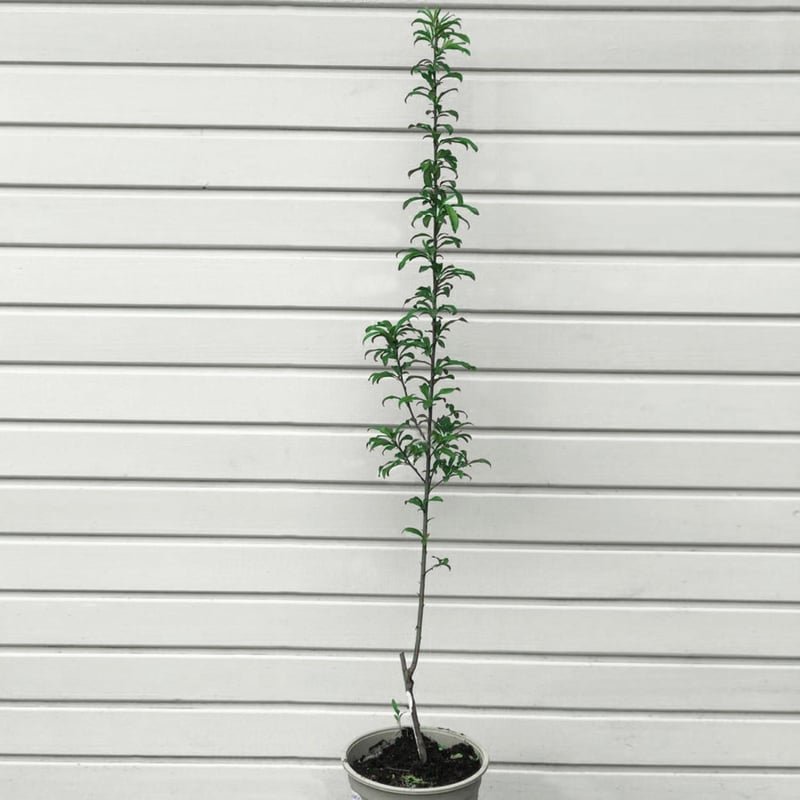 JARDIN SECRETO - Ciruelo Black 1,5 mt CT23