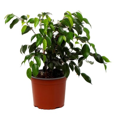 Ficus Naomi 30 cm CT17