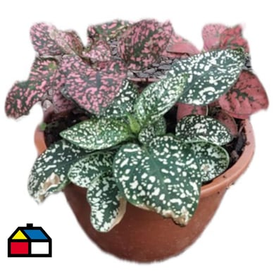 Arreglo Hypoestes CT15