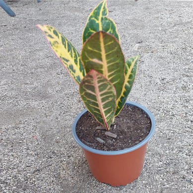 Croton 15 cm CT15