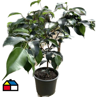 Ficus Benjamina 30 cm CT15