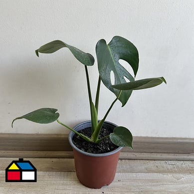 Monstera 25 cm CT15