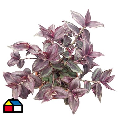 Tradescantia 15 cm CT15