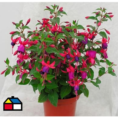 Fuchsia 25 cm CT23