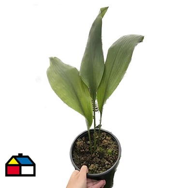 Aspidistra 35 cm