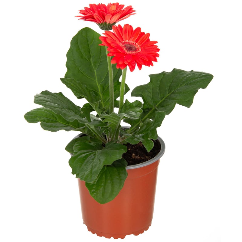 LAS BANDURRIAS - Gerbera 20 cm Natural CT15