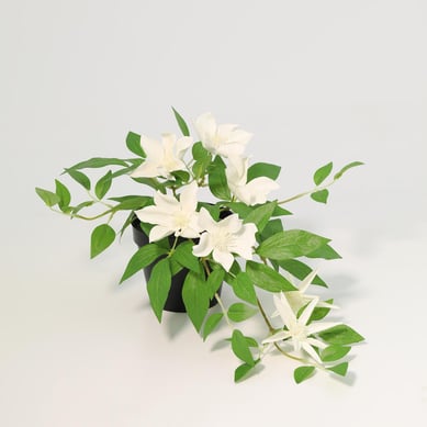 Planta artificial clematis blanco 23 cm