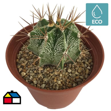 Cactus gigante 0,08 m