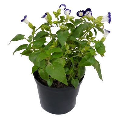 Pensamiento - Viola Tricolor De Exterior Di�metro 14 Cm