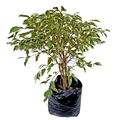 Benjam�n - Ficus Peruano De Exterior Di�metro 20 Cm