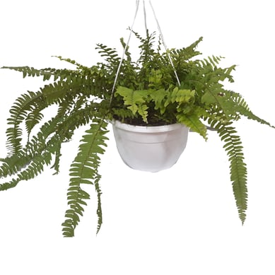 Helecho Peinecol - Tracheophyta De Exterior Di�metro 20 Cm