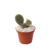 Cactus - Gymnocalycium De Interior Diámetro 14 Cm