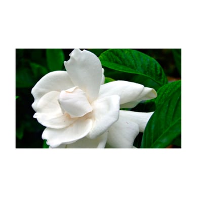 Gardenia - Gardenia Jasminoides De Exterior Di�metro 35 Cm