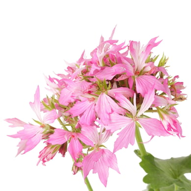 Novio Rosado Grande - Pelargonium De Exterior Di�metro 14 Cm