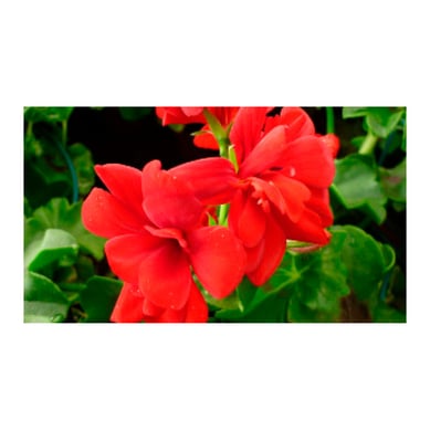 Novio Rojo Grande - Pelargonium De Exterior Di�metro 14 Cm