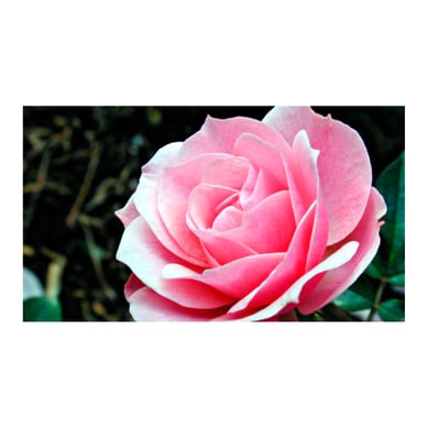 Rosa - Rosa Sp De Exterior Dimetro 15 Cm