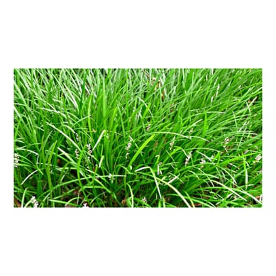 Liriope - Liriope De Exterior Di�metro 14 Cm
