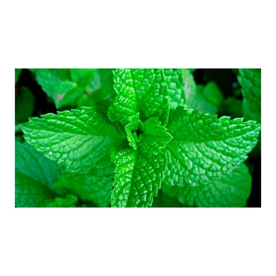 Yerbabuena Menta - Mentha Spicata De Exterior Di�metro 14 Cm