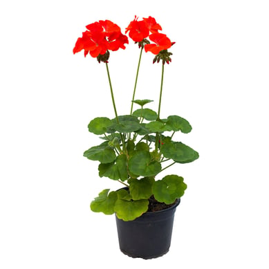 Novio Rojo Mediano - Pelargonium De Exterior Di�metro 14 Cm
