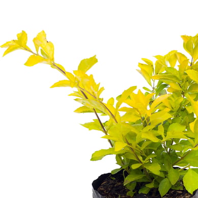 Duranta Mediana - Duranta Repens De Exterior Di�metro 10 Cm