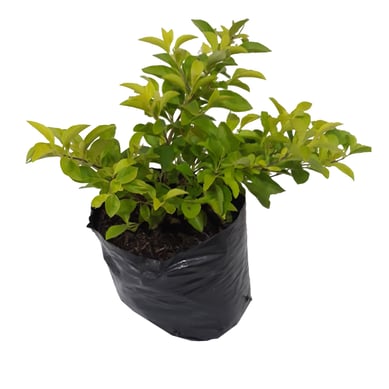 Duranta Grande - Duranta Repens De Exterior Di�metro 10 Cm