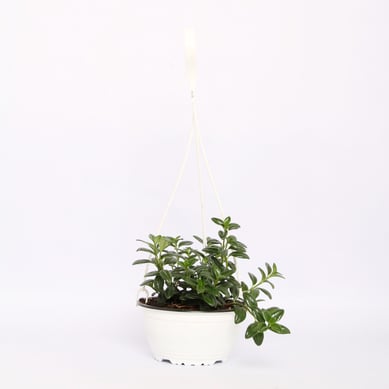 Mini Planta Colgante Surtida De Interior Di�metro 16 Cm