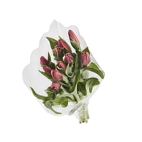 Tulipanes Morados x 10 Tallos El Paquete