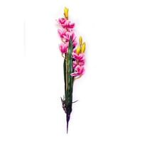 Orquídea con raíz y hojas rosa