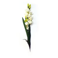 Orquídea con raíz y hojas crema