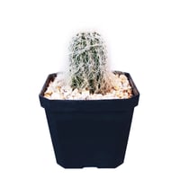 Plantas cactus viejito