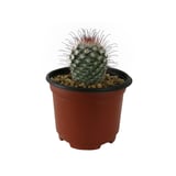 Plantas cactus mammilliaria hahniana
