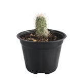 Plantas cactus mammilliara pringlei