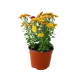 Planta crisantemo amarillo