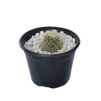 Planta cactus mammilliaria bocasana