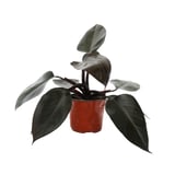 Planta philodendron new red