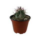 Plantas cactus notocactus lastispinus