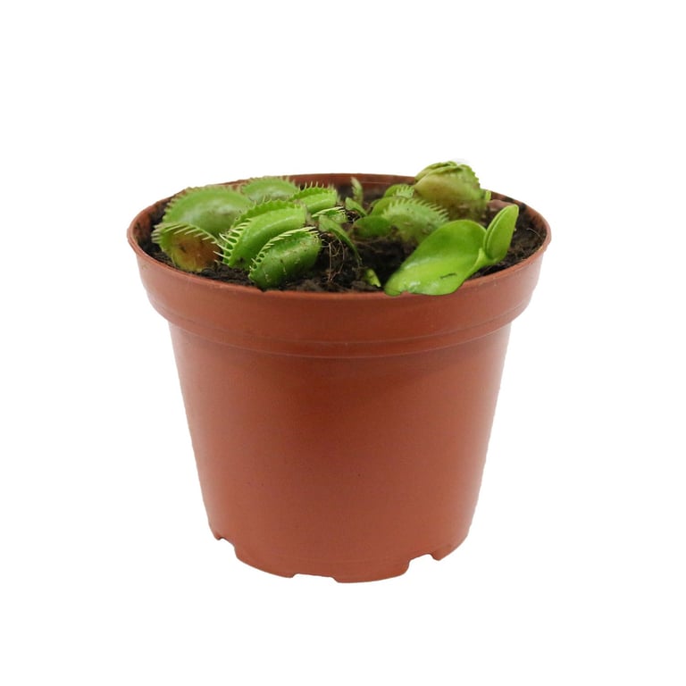 Planta carn�vora venus atrapamoscas