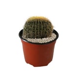 Planta cactus bola de oro