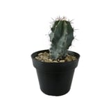 Planta cactus myrtillocactus geometrizans