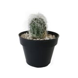 Planta cactus cephalocer senilis