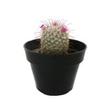 Planta cactus mammillaria hahniana