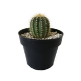 Planta cactus bola de oro