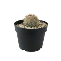 Planta cactus mammillaria pringlei