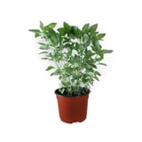 Planta albahaca verde m6"