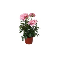 Planta rosa forever colores m6"