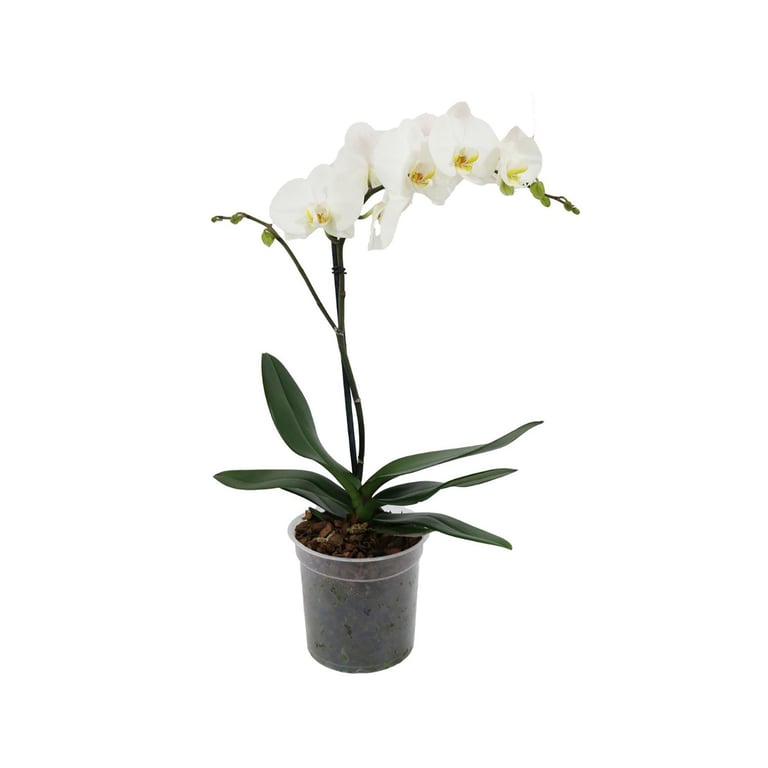 Orquidea phalaenopsis